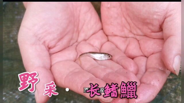 野采长鳍鱲,这种小鱼非常漂亮,身体泛着蓝绿荧光色.