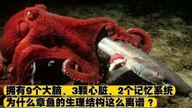 拥有9个大脑3颗心脏 2个记忆系统为什么章鱼的生理结构这么离谱?