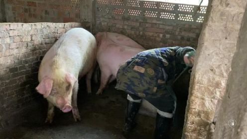 四川农村杀年猪，大妈杀2头大肥猪过年太土豪，粮食猪肉有啥不同