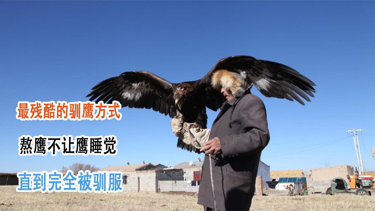 最残酷的驯鹰方式,熬鹰不让鹰睡觉,直到完全被驯服_腾讯视频