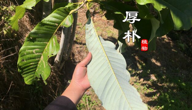 它就是有名的中药材“厚朴”,也是国家二级保护植物,你见过吗?