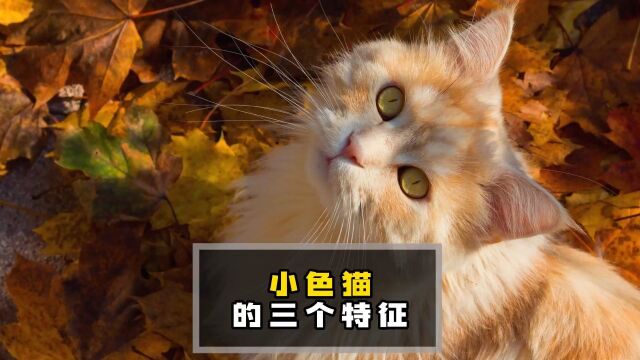 要是你家猫有这三个特征,妥妥的“小色猫”!