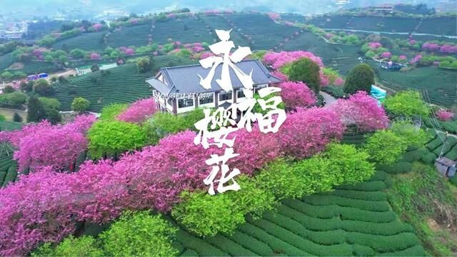 用什么来告白2022年?就用最美的樱花,祝福你的2023年,春暖花开,重回美好,万事顺意!