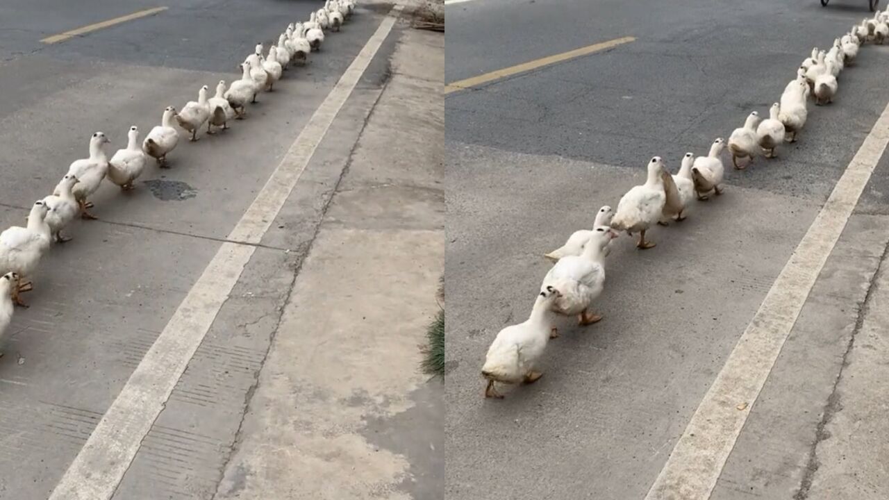 守规矩的鸭!大爷领鸭群过马路,鸭子整齐列队紧跟其后