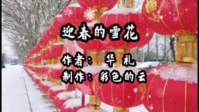  迎春的雪花飘飘