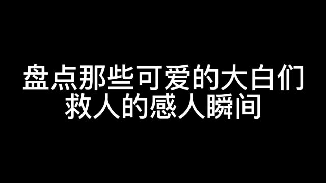 盘点那些可爱的大白们救人的感人瞬间