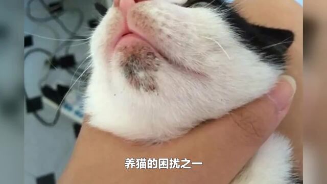 猫咪黑下巴不是什么大问题,教你几个小妙招,轻松解决黑下巴!