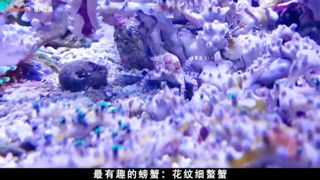 最有趣的螃蟹:花纹细螯蟹号称拳击蟹