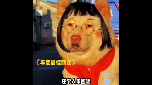 沙雕狗狗爆笑视频