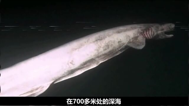 深海里的可怕生物,满口獠牙疑似外星生物,你都认识几个?