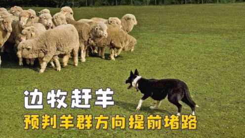 边牧的事业心，预判羊群方向提前堵路，家养也改不了牧羊血脉