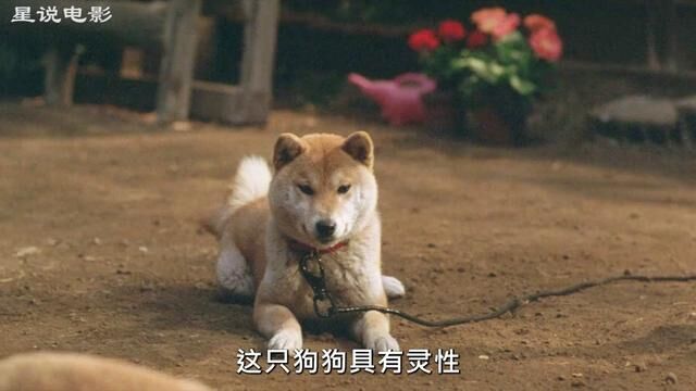 爱犬的奇迹 #宠物狗