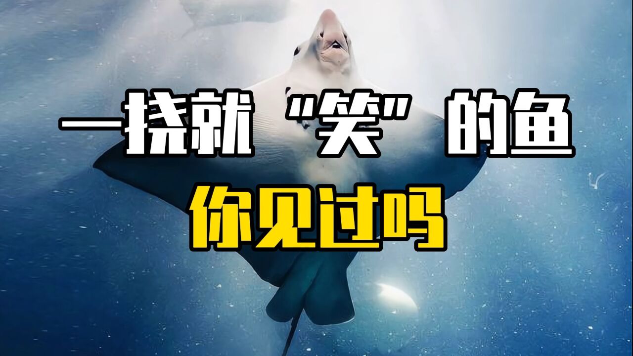 鳐鱼真的会“笑”吗?_高清1080P在线观看平台_腾讯视频