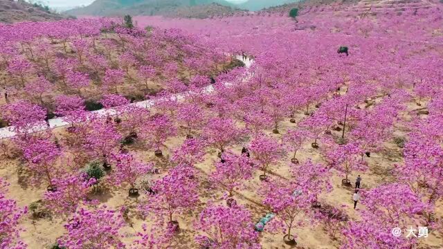 二月无处不飞花,赏花要趁早咯!