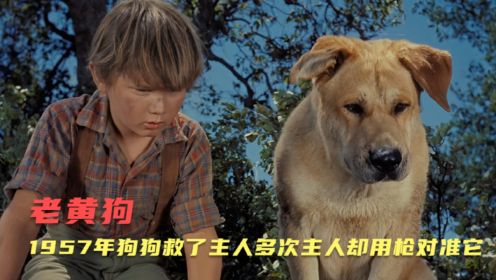 1958年的经典催泪电影《老黄狗》豆瓣8.1分，流浪狗救了男孩一家多次，结局却让人落泪