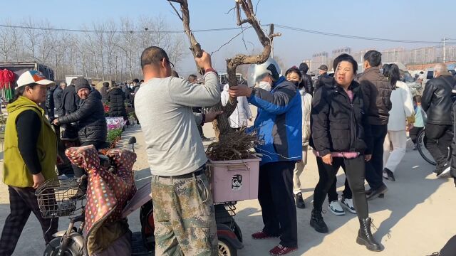 潍坊花卉大集碰到“南蛇藤”,裸根枣树很便宜,各种迎春应有尽有