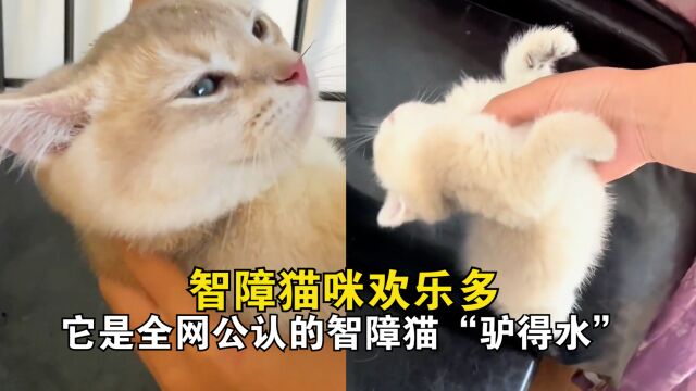 智障猫咪欢乐多,它是全网公认的智障猫“驴得水”