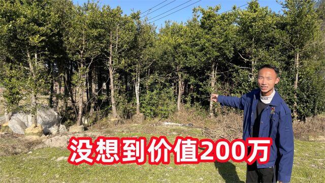 农村老人2年前种的树苗,如今收购5000一棵,大家看看值吗?