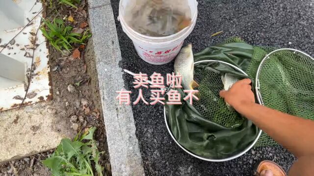 卖鱼啦,有人买鱼不