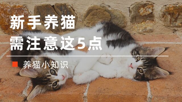 新手养猫需注意这5点,越早刷到越好!