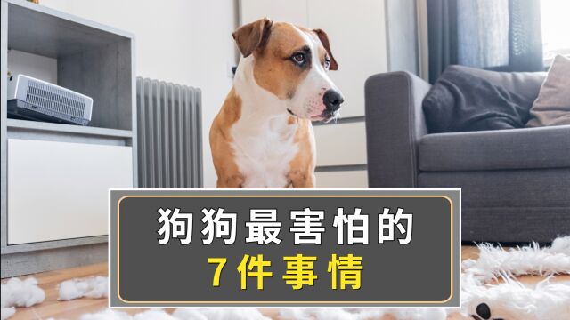 狗狗最害怕的7件事,会把它吓尿!