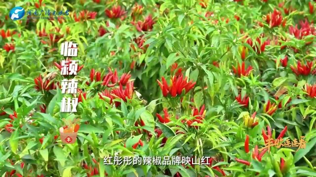 何以成为“中国食品名城”?漯河农业农村局局长邀您共赴舌尖美食之约