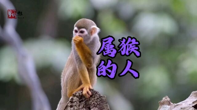 属猴的人性格特征以及命运轨迹