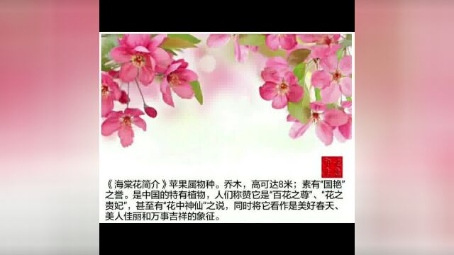 春天里的花卉:花中贵妃《海棠花》素有“国艳”之誉.古人赏海棠花有诗云:“只恐夜深花睡去,故烧高烛照红妆”可见爱之深厚.