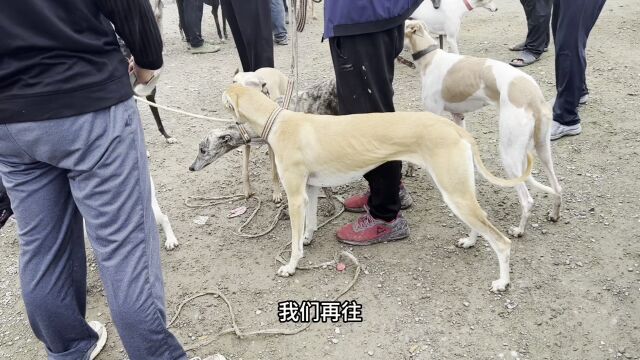 狗中战斗机你见过吗?百米加速仅需8秒,有着野兔终结者的美誉!