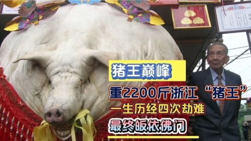 猪生巅峰：浙江“猪王”，重2200斤，一生历经四劫，终皈依佛门！_高清1080P在线观看平台_腾讯视频