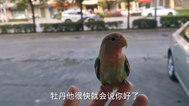 牡丹鹦鹉教说话个人方法