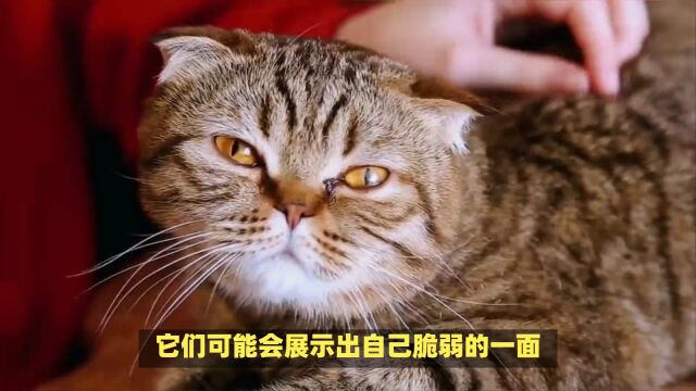 想让猫咪真正认你为主人?这5个行为是关键!