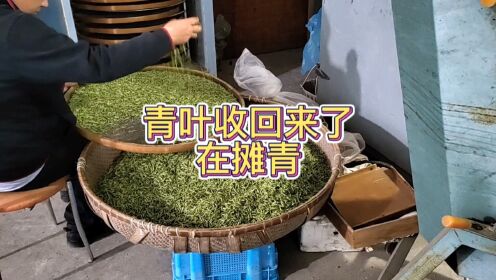 青叶收回来了就摊青，摊青只是制茶中的工序，不是某种神茶特有的