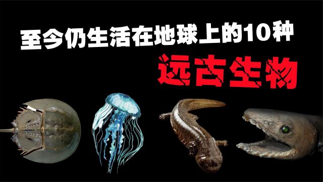 至今仍生活在地球上的10种远古生物,你以为恐龙真的都灭绝了吗?