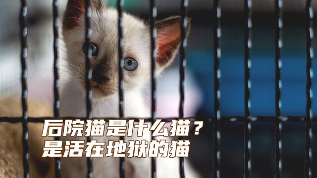 后院猫是什么猫?是活在地狱的猫