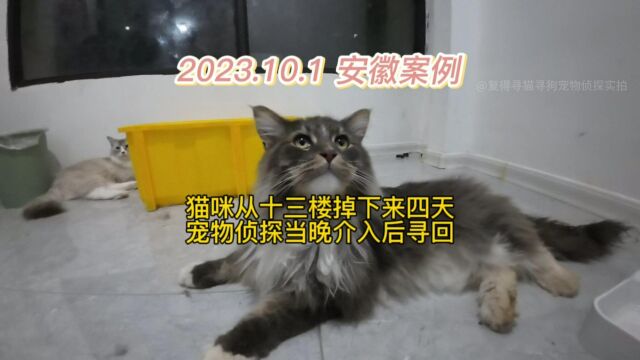 安徽滁州寻缅因猫