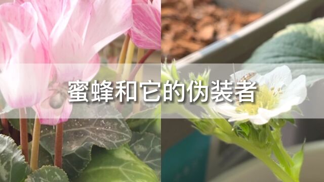 二月的阳台,一前一后飞来两只小家伙,原来是蜜蜂和它的伪装者食蚜蝇.那就刚好来做个对比吧!虽然它俩看起来长得挺像,但性格似乎反差很大呢