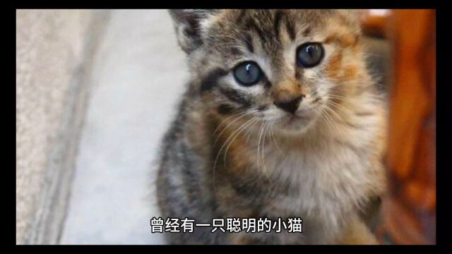 故事分享,猫猫钓鱼!