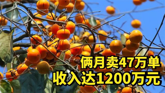 小伙专挑硬柿子卖,两个月收益达1200万元,他是怎么做到的?