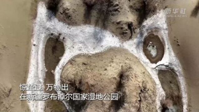 新疆罗布淖尔国家湿地公园:冰消雪融“绘”万物