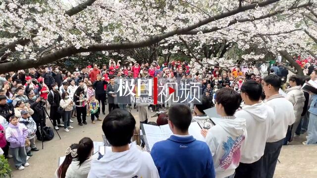 武汉大学五个艺术团队为赏樱医护表演节目