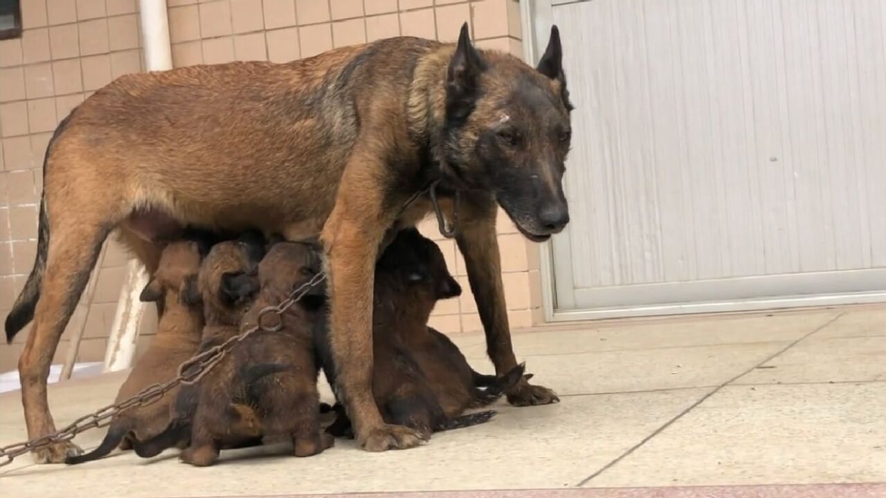 国外老血马犬图片大全图片