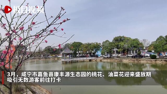 600亩桃花正盛放,咸宁市嘉鱼小山村引资6000余万建成“桃花源”