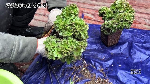 一些不太能养死的多肉,韶秀缀化、碧桃今天给足养份期待后面爆盆 #多肉养护 #多肉老桩 #我的农家小院一半是生意一半是生活