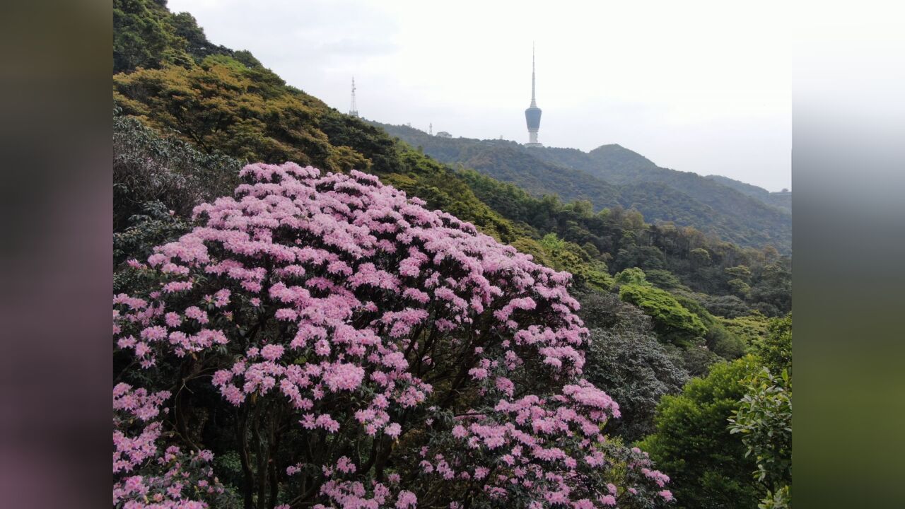 第八届梧桐山毛棉杜鹃节将于3月17日开幕