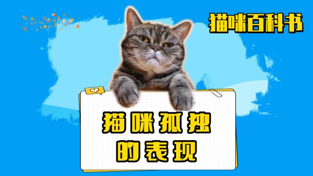 猫咪孤独会有这些表现,你家主子有吗