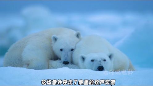 北极熊妈妈为了孩子，可以有多么拼命！大自然的残酷与温情！ #纪录片 #北极熊 #治愈