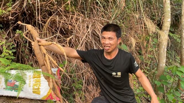 阿弟和老表进山挖野货,发现一棵野生“山莲藕”,价值150元一斤