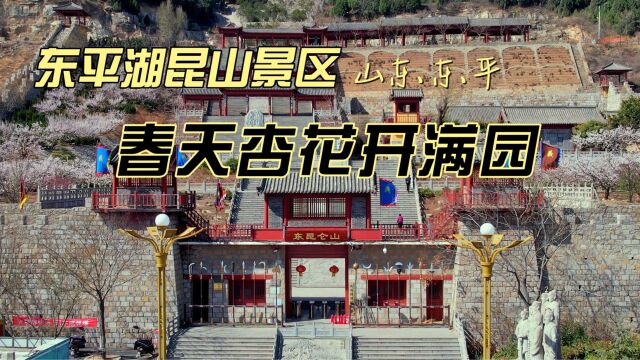 山东泰安|东平湖昆山景区春天杏花开满园,依山傍水太美了