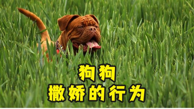 狗狗撒娇的“经典”行为,你家狗子中几个?